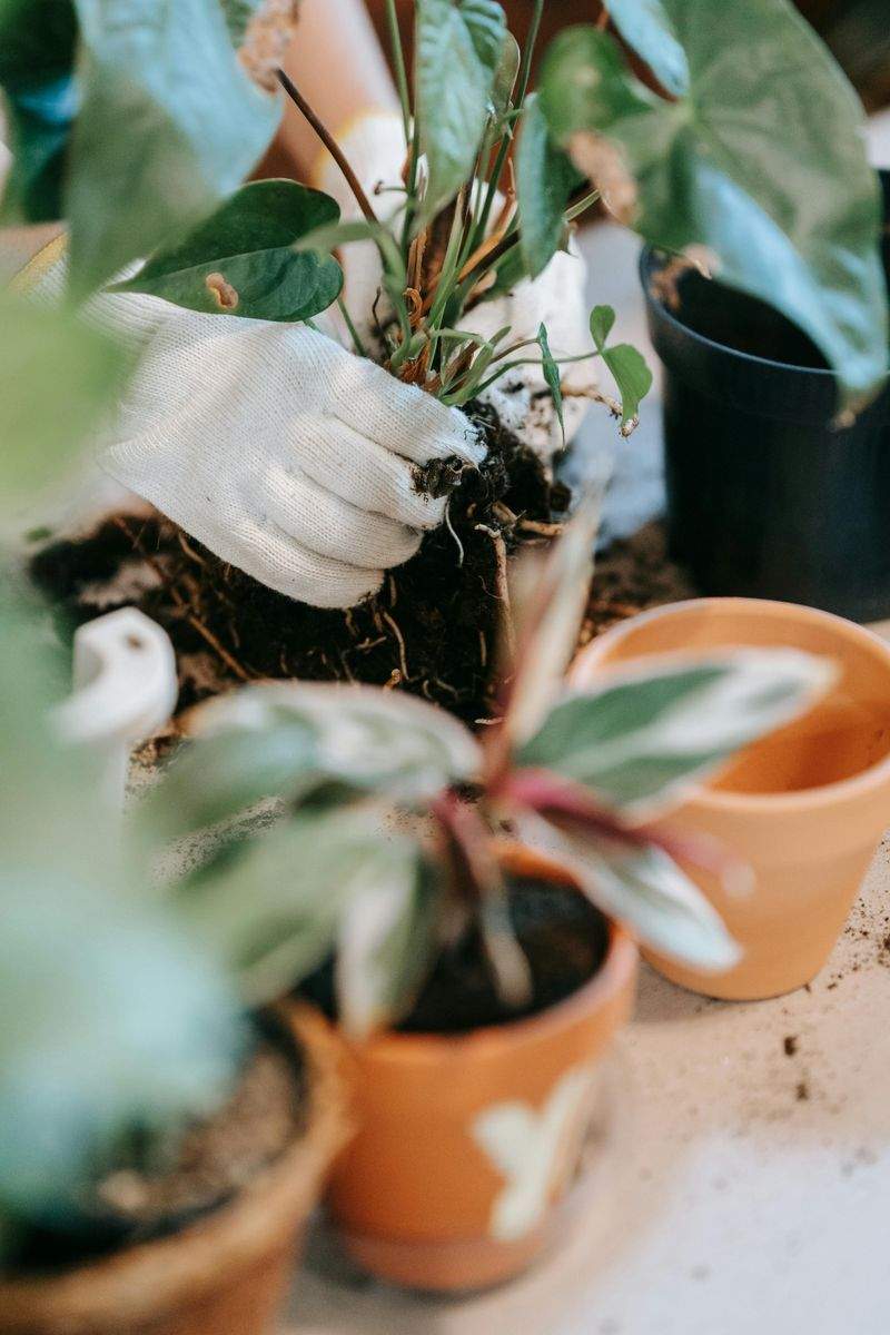 外構まわりをすっきり見せる植栽管理